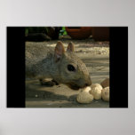 Peanut Dreams posters