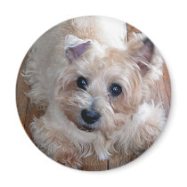 Peanut magnets by morningstar49 Peanut magnets