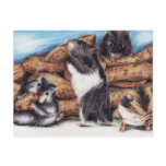 Peanut Masons (Hamster) Postcards