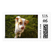 Peanut postage