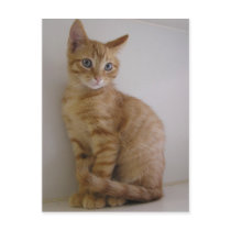 Peanut postcards by okcshelter Peanut postcards