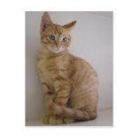 Peanut Postcard
