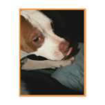 peanutbutter bowie postcard
