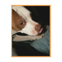 peanutbutter bowie postcards