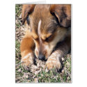 Peanutbutter cards by Jrcphoto Peanutbutter cards