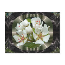 Pear 175 ~ postcard by Andy2302 Pear 175 ~ postcard