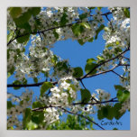 "Pear Blossoms Blue Sky" Art Poster