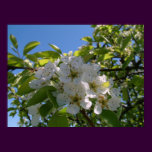 Pear Blossums