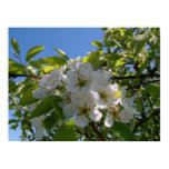 Pear Blossums