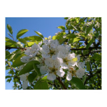 Pear Blossums posters by Quequay Pear Blossums posters