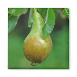Pear Conference magnet