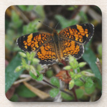 Pearl Crescent Butterfly Drink Coasters