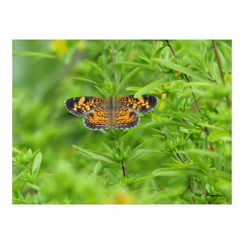 Pearl Crescent on St. John's Wort print