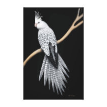 Pearl Pied Cockatiel Parrot Wrapped Canvas
