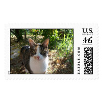 Pearl postage by mstgr1 Pearl postage