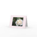 Pearl Rose blank notecard