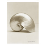 Pearlised nautilus sea shell post card