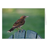 Pearly-eyed Thrasher (Puerto Rico) Cards