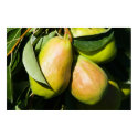 Pears on the Tree posters by bluerabbit Pears on the Tree posters