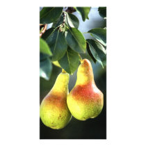 Pears photo cards by GPArkive Pears photo cards