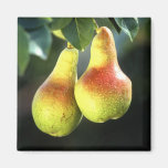 Pears Refrigerator Magnets