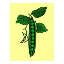 Peas in Pod Post Card