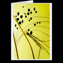 Pebbles and Grass cards