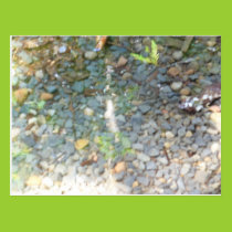 Pebbles in a Stream Postcard postcards