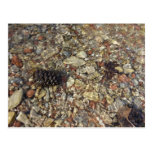 Pebbles in Taylor Creek Nature Postcard