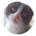 Pebbles the cat stickers