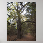 Pecan Gateway Posters