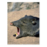 Peccary Post Cards