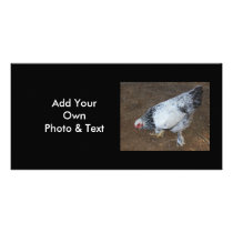 Pecking Chicken Photo Card