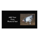 Pecking Chicken Photo Card