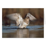 Pectoral Sandpiper Card