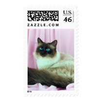 Pedigree Cats 13 postage