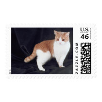 Pedigree Cats 21 postage