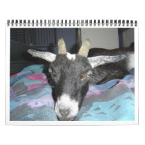 Pedro 2009 Calender calendars