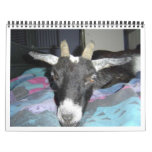 Pedro 2009 Calender calendars
