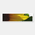 peek-a-boo bumper sticker
