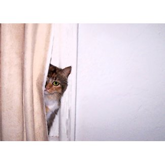 Peek-a-Boo Cat card
