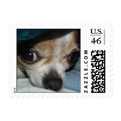Peek-a-Boo Chihuahua Postage