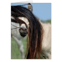 Peek-a-Boo Colt Cards