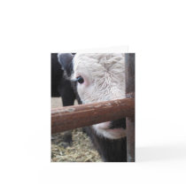 Peek-A-Boo Cow Note Card