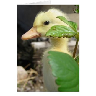 Peek-A-Boo Duckling card