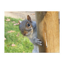 Peek-a-boo! Gallery Wrapped Canvas
