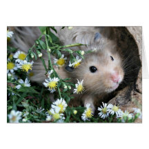 Peek a boo greeting card