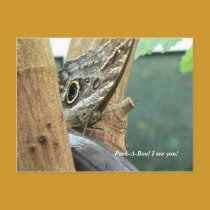 Peek-A-Boo! I See You! postcards by codfishlady Peek-A-Boo! I See You! postcards