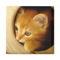 Peek-A-Boo! Kitten - Magnet by gabycat Peek-A-Boo! Kitten - Magnet