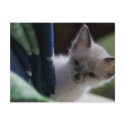 Peek-a-Boo Kitten Postcard by darkimagestudios Peek-a-Boo Kitten Postcard